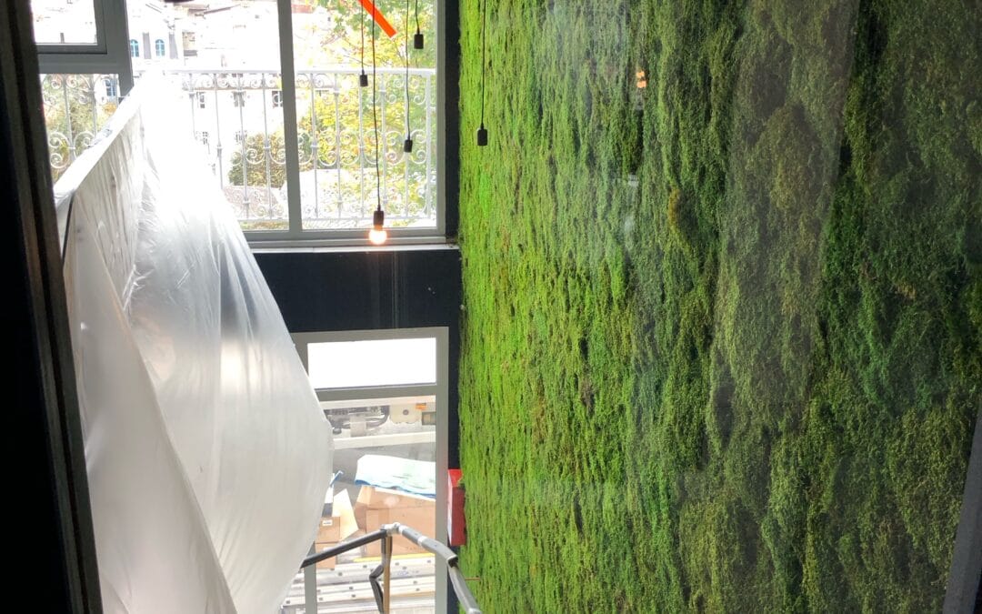 qu’est ce qu’est une plante stabilisée ?
